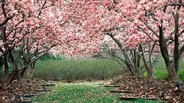 Pink-Bloom-Tree-forest- ...
