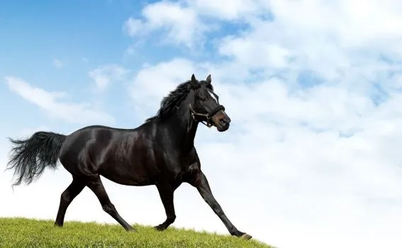 caballo_negro_en_pradera_ ...