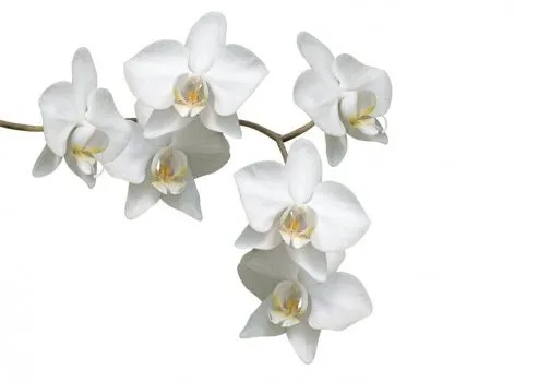 Cuadro metacrilato flores blancas fondo blanco
