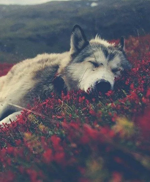 life wolf hipster sleep indie Grunge flowers freedom free Lobo ...