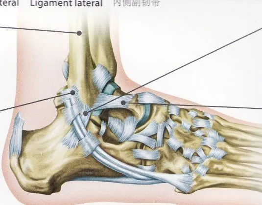 Ligamentos del pie humano - Imagui