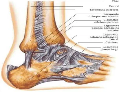 Que son los ligamentos del pie - Imagui