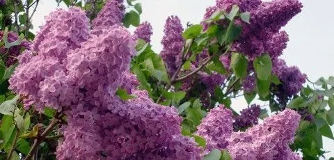 La lila, un arbusto procedente de Persia | EROSKI CONSUMER