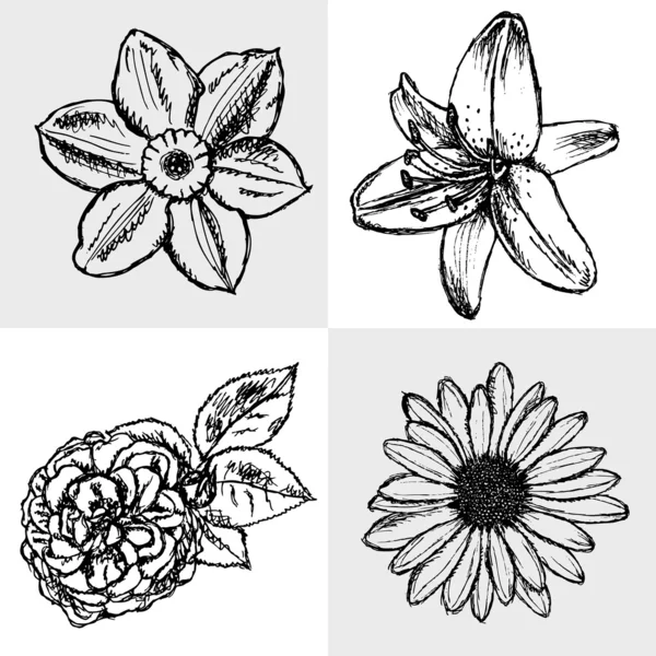 Lily, Margarita y rosa, bosquejo de Narciso, vector de patrones ...