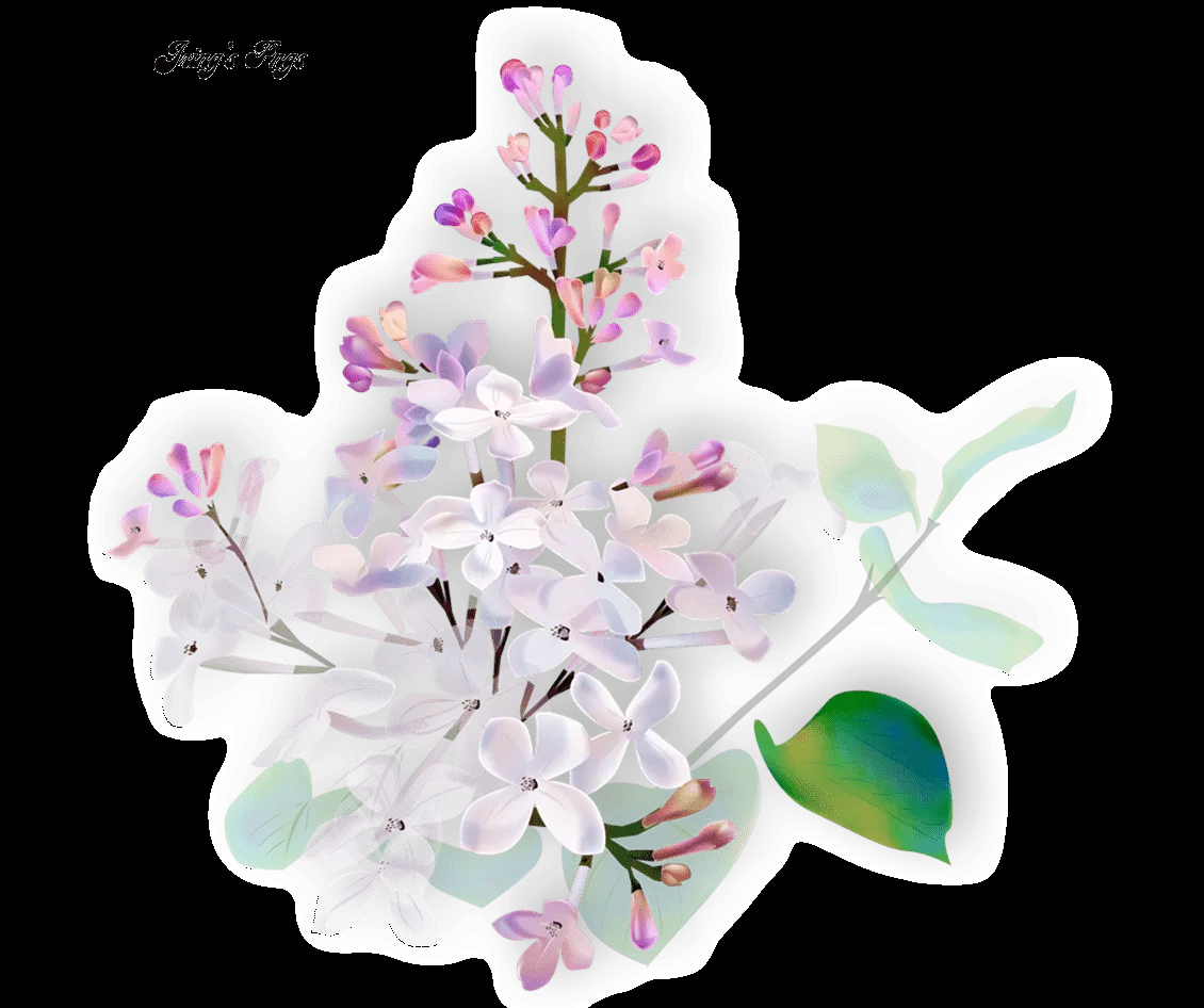 Imagens de Rosas e Flores: Lindas Flores em PNG Imagens de Rosas e Flores: Lindas Flores em PNG