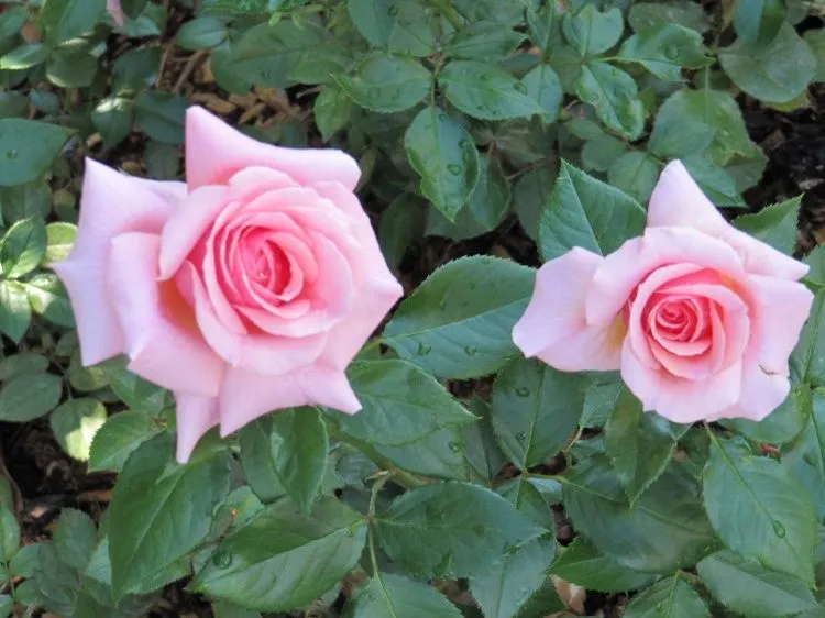 Lindas imagenes de rosas - Imagui