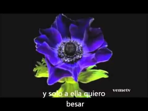 lindas rosas y flores para mi princesa DIANA SANTAMARIA - YouTube