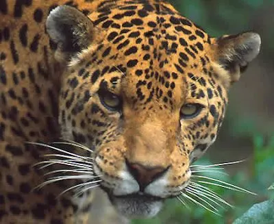 Linde5 - otro enfoque / noticias: Salvar el amazonas peruano ... Linde5 - otro enfoque / noticias: Salvar el amazonas peruano ...
