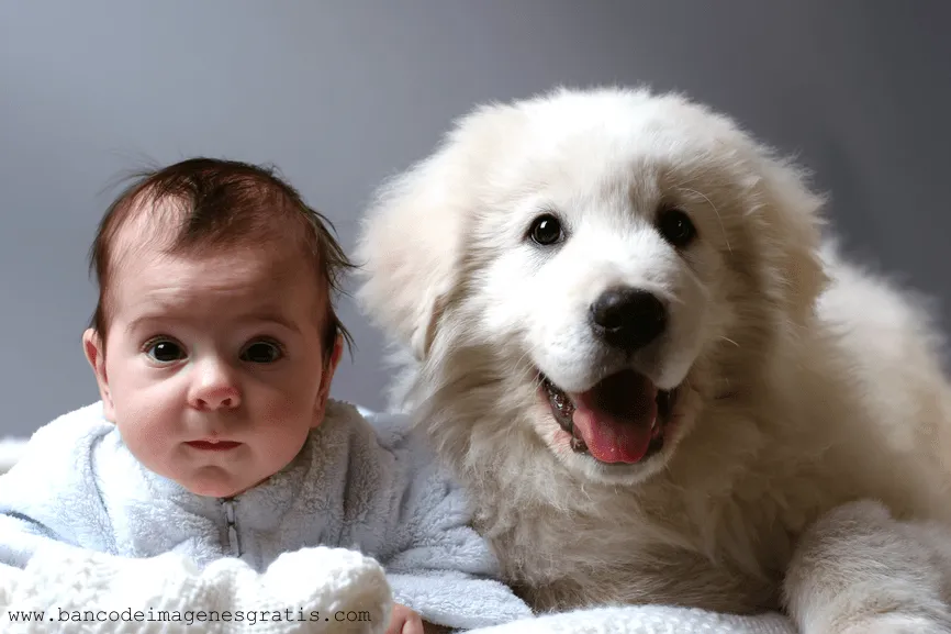 Un lindo bebé con su hermoso perro – Niños y Mascotas | Imagenes ...