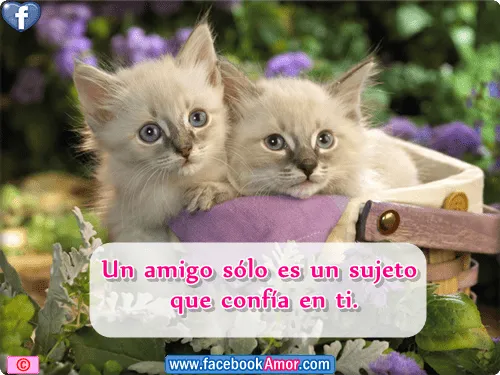 Lindos gatitos para facebook - Imágenes Bonitas para Facebook Amor ...