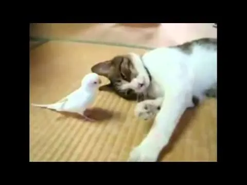 lindos gatos y perros chistosos - YouTube