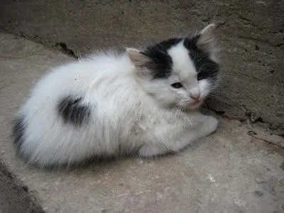 hola somos lindos gatitos y cachorritos muy tiernos sociables y ... hola somos lindos gatitos y cachorritos muy tiernos sociables y ...