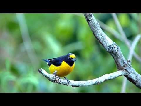 Aves do Brasil - O Galo-da-Campina. Ouça o seu canto encantador ...