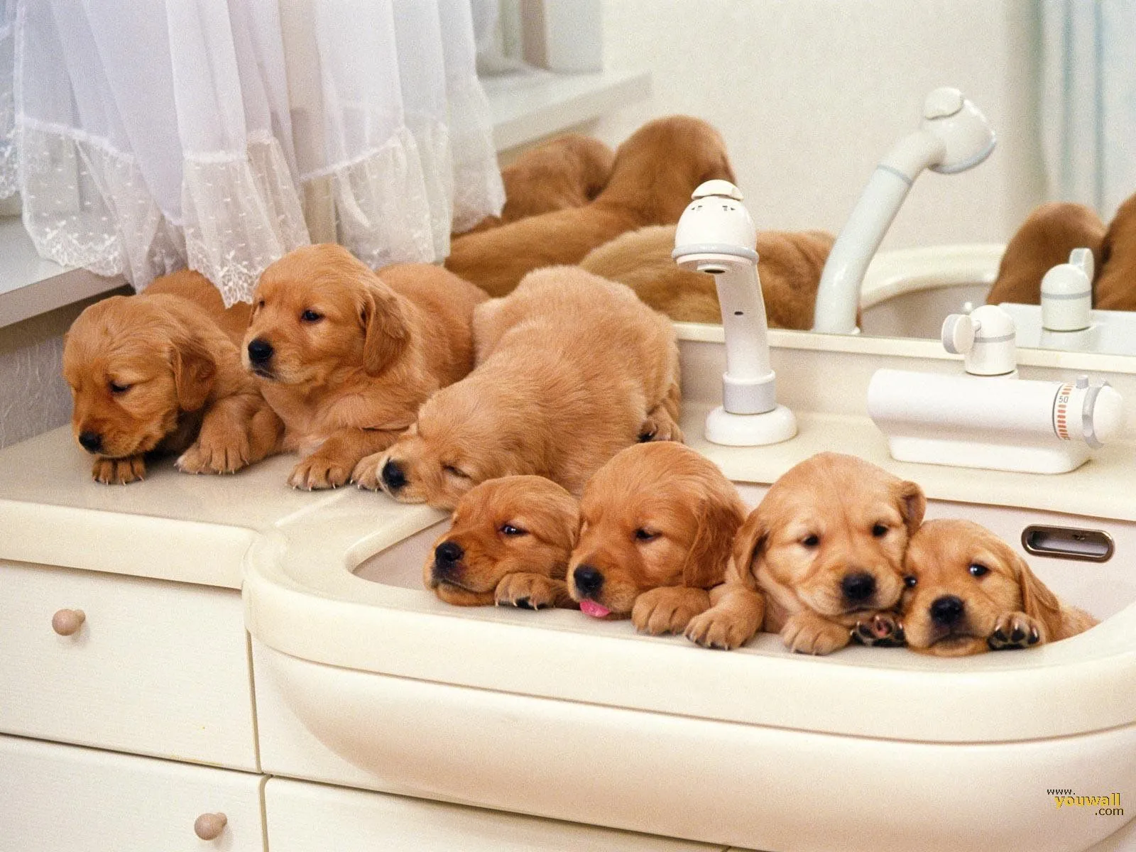 Lindos Perritos - Cachorritos Hermosos - Cute Puppies | Fotos e ...