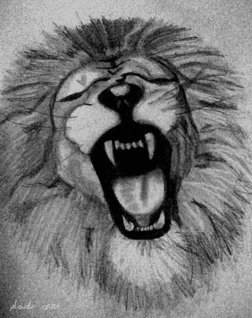 Dibujos de leones con lapiz - Imagui