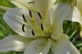 lirio blanco flor de verano | Descargar Fotos gratis