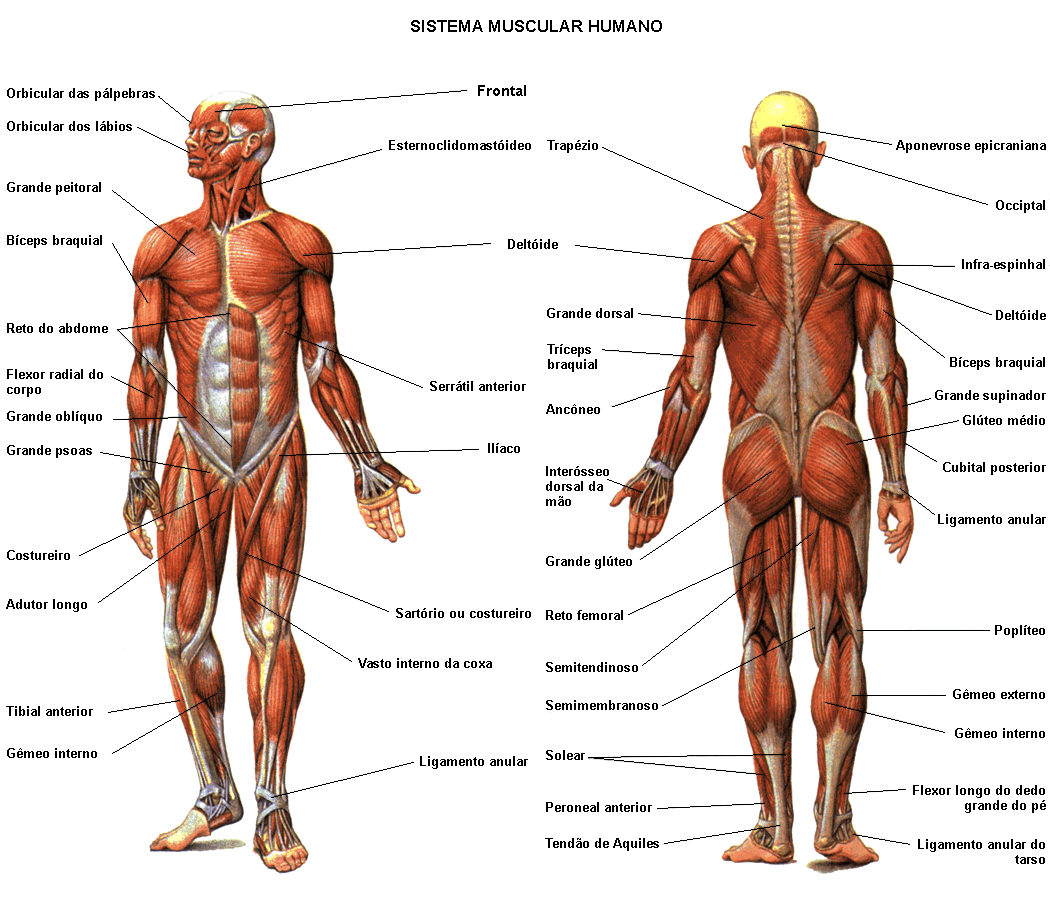 Lista de Músculos: descripción, origen, función, imagen.. - Taringa!