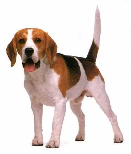 ... es listo a dog is smart algunos perros son cafes negros o blancos some ... es listo a dog is smart algunos perros son cafes negros o blancos some