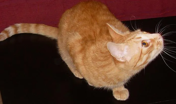 LISTOS PAARA HALLOWEEN - EL MARAVILLOSO MUNDO DE LOS GATOS ... LISTOS PAARA HALLOWEEN - EL MARAVILLOSO MUNDO DE LOS GATOS ...
