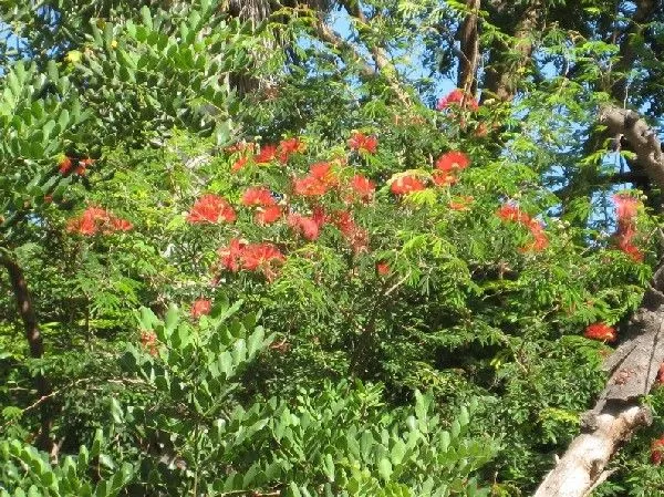Me podeis decir como se llama este árbol de flores rojas. - Foro ...