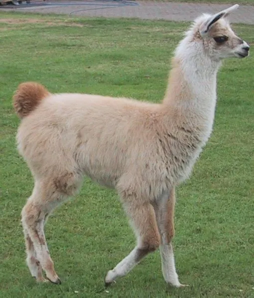 Llama (Lama Glama) - Animals - A-Z Animals - Animal Facts ... Llama (Lama Glama) - Animals - A-Z Animals - Animal Facts ...