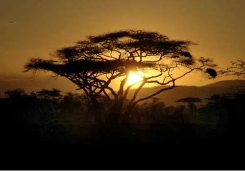 La llamada de África: el rugir de la sabana tanzana