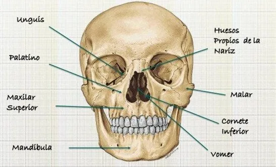 Como se llaman los 14 huesos de la cara | Como se llama