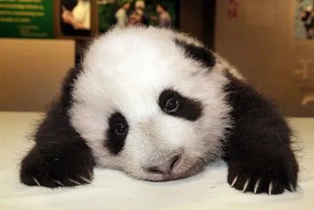 Llaman Tai Shan al bebé oso panda nacido en zoológico Washington ...