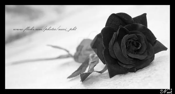No llores, mi rosa negra... by Nuri-pht on DeviantArt