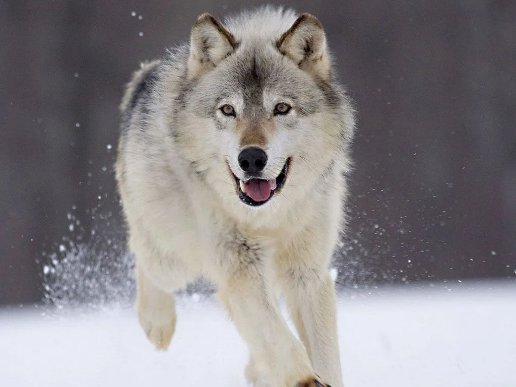 Lobo - Animal Wiki