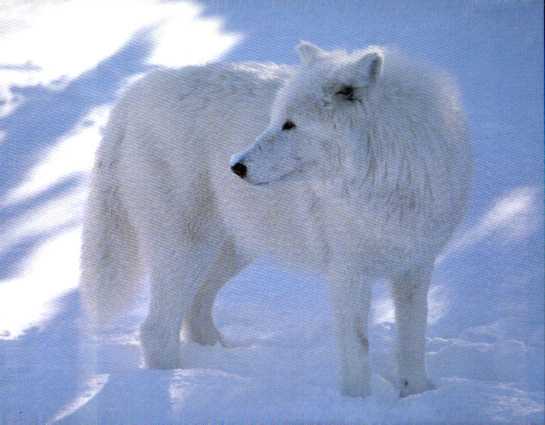 Lobo ártico » LOBOPEDIA