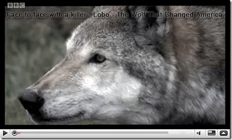 Lobo Astur: El Lobo que salvó América