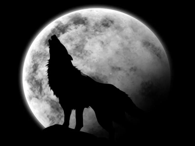Lobo aullando a la luna - Descargar gratis en español