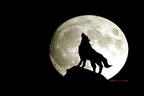 Lobo aullando a la luna llena (175)