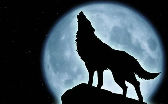 Lobo Aullando en Pinterest | Lobos Grises, Lobo Gris y Lobos Blancos