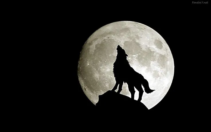 Lobo aullando / luna roja | lobos | Pinterest