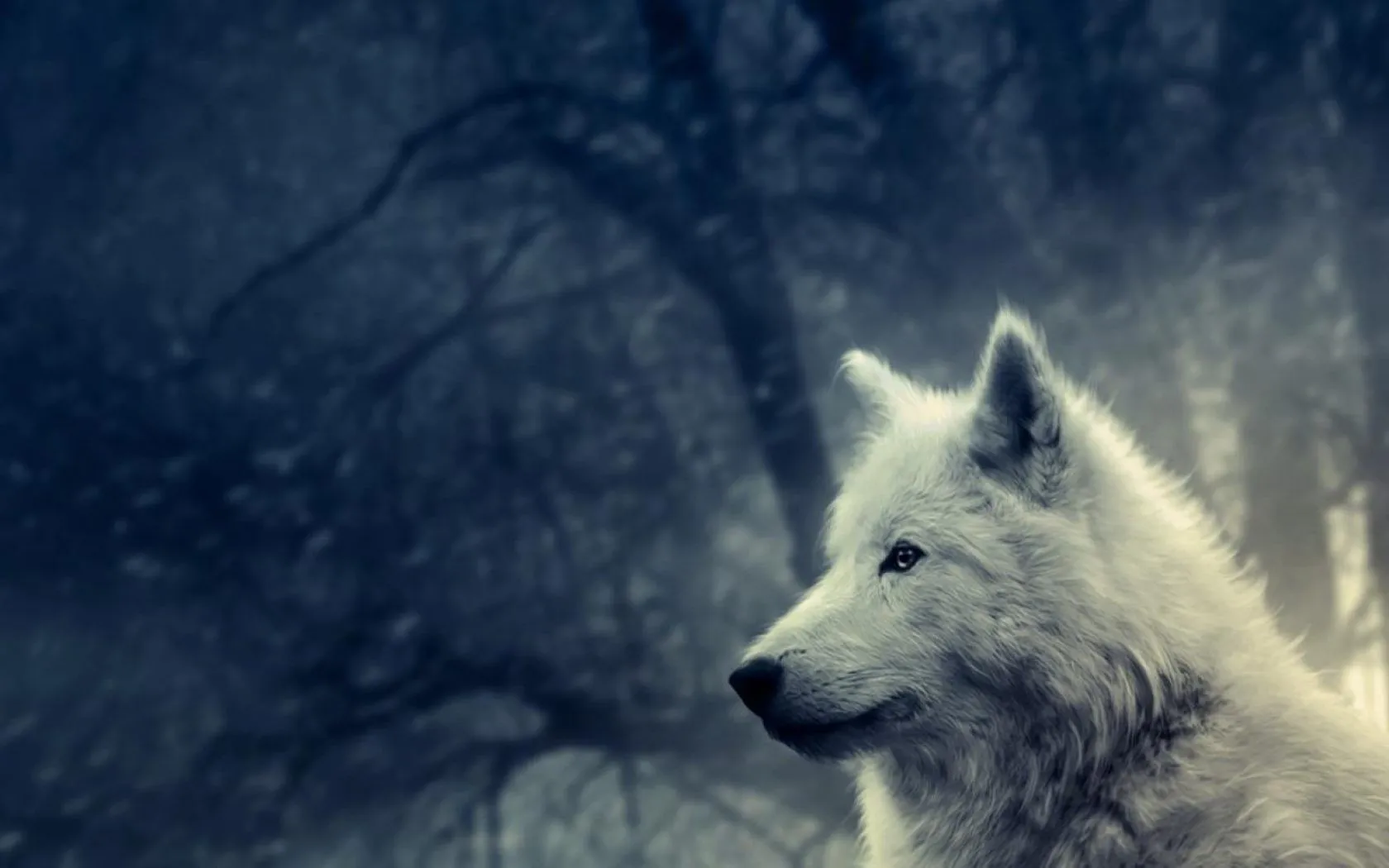 Lobo blanco - 1680x1050 :: Fondos de pantalla y wallpapers Lobo blanco - 1680x1050 :: Fondos de pantalla y wallpapers