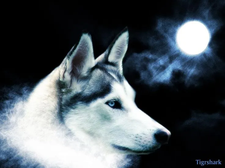 lobo blanco bajo la luna | Nature - Wolf | Pinterest