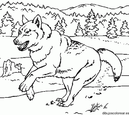 Lobo del bosque para colorear - Imagui