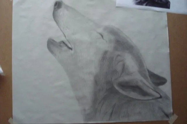 Lobo (dibujo a lapices) - Taringa!