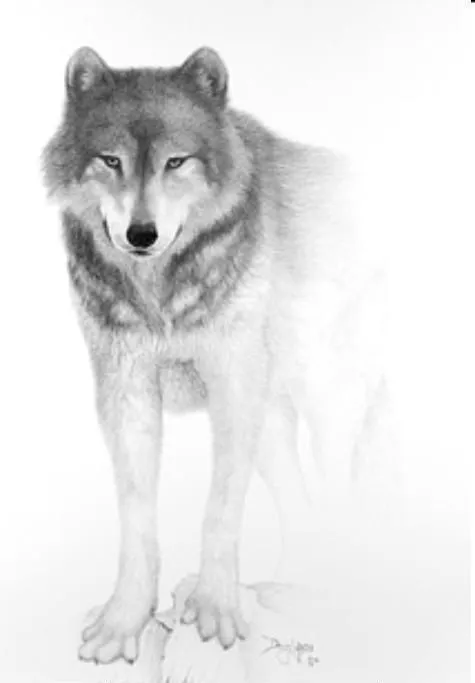 lobo dibujo lapiz | lobos lobos | Pinterest