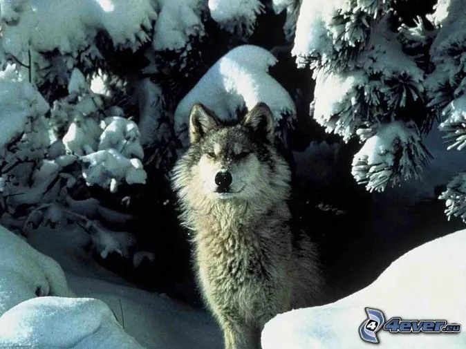 Lobo en invierno