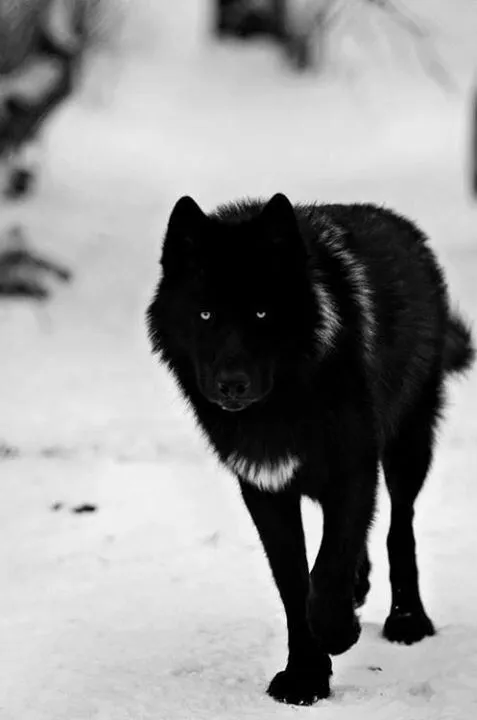 Lobo Negro | FOTOS | Pinterest | Black And White and Black