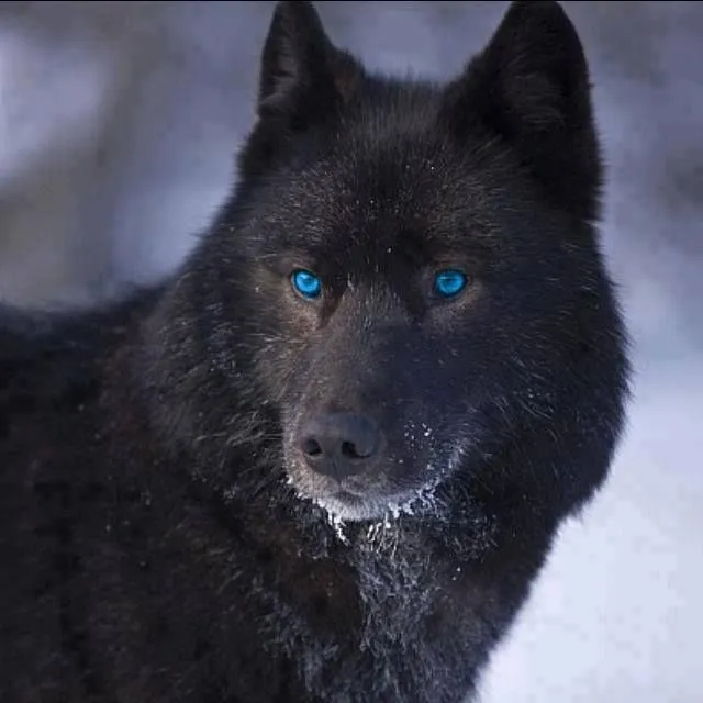 Lobo negro | Irmãos! tribo da verdade | Pinterest | Animal ...