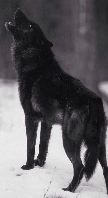 Lobo Negro | WOLVES | Pinterest | Posts