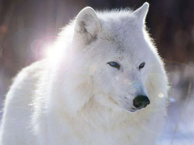 El Lobo Siberiano | Razas de Perros Grandes