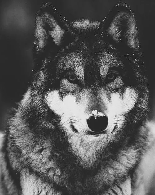 Gray-Wolves