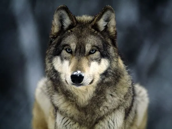 Lobo - Wiki Reino Animalia