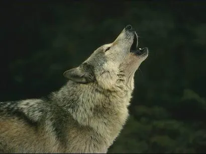 Lobo | Wikifaunia, tu enciclopedia de animales Lobo | Wikifaunia, tu enciclopedia de animales