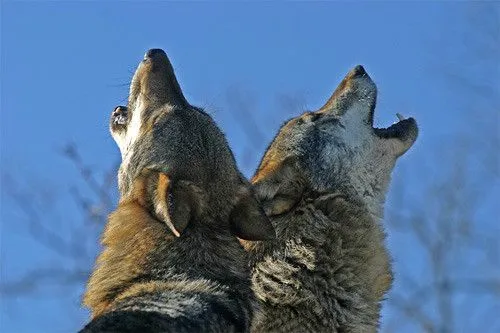 Lobos aullando - Imagui